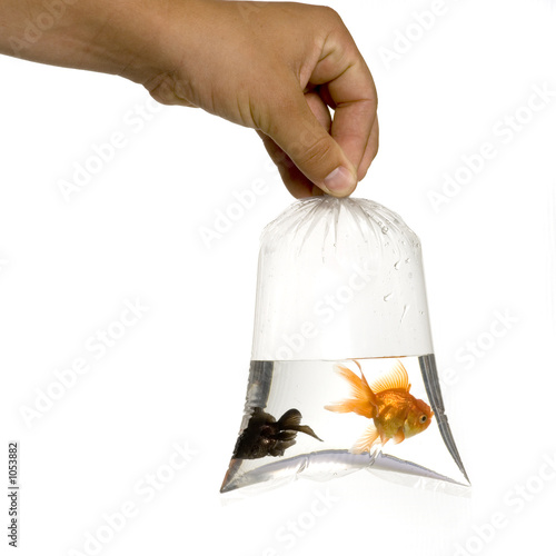 Foto poisson rouge