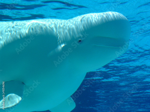 Fotografiet beluga whale