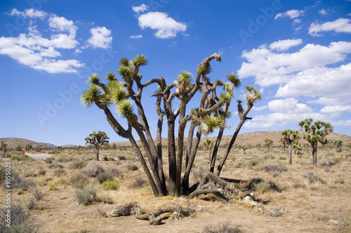 blue sky joshua tree