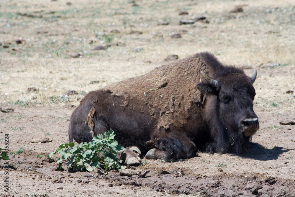 American Bison American Bison