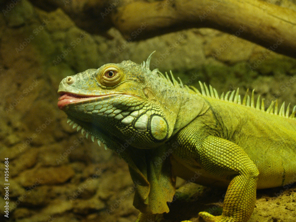 iguana