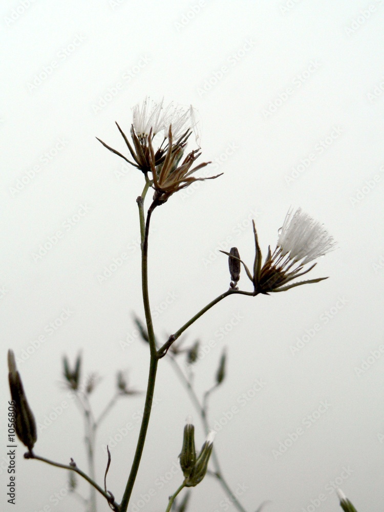 Fototapeta premium in the fog