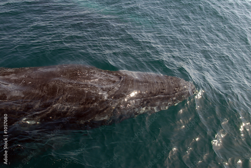 Naklejka premium baleine à bosse-humpback whale