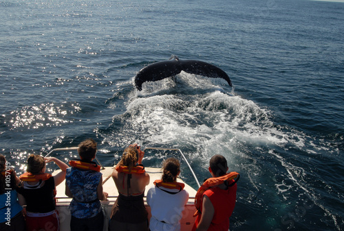 baleine à bosse-humpback whale