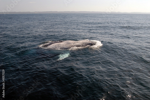 baleine à bosse-humpback whale