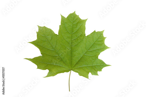 maple leaf