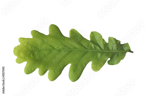 oak leaf