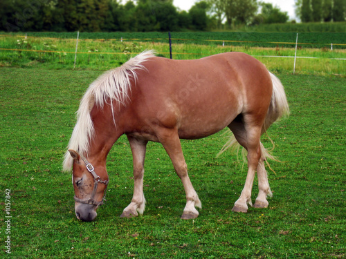 pixid_cheval1