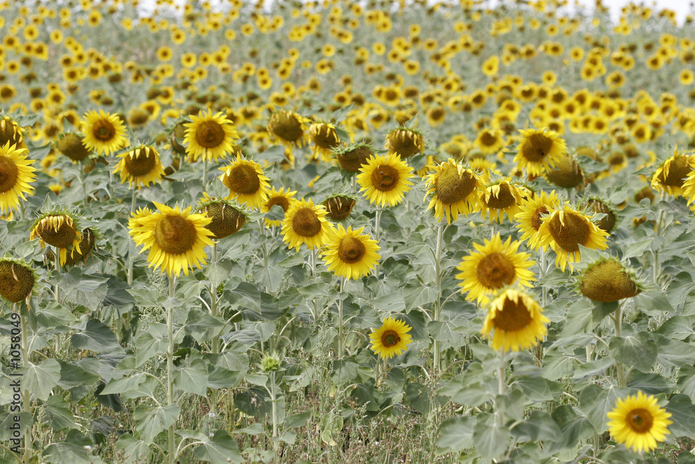 champ de tournesol