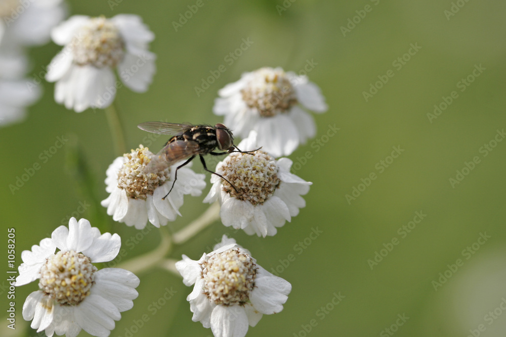 mouche mouche
