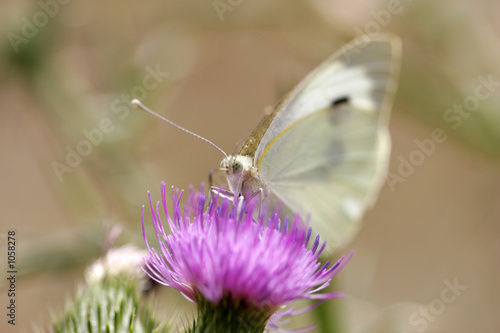 papillon jaune