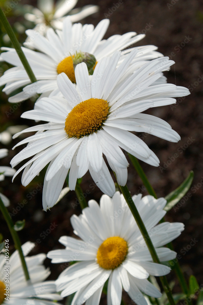 Obraz premium white marguerite