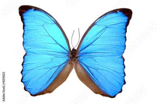 iridescent blue butterfly (morpho menelaus) © Carolina K Smith MD