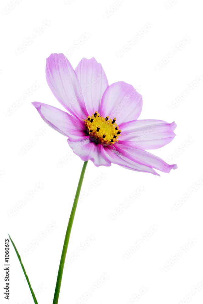 pink cosmos