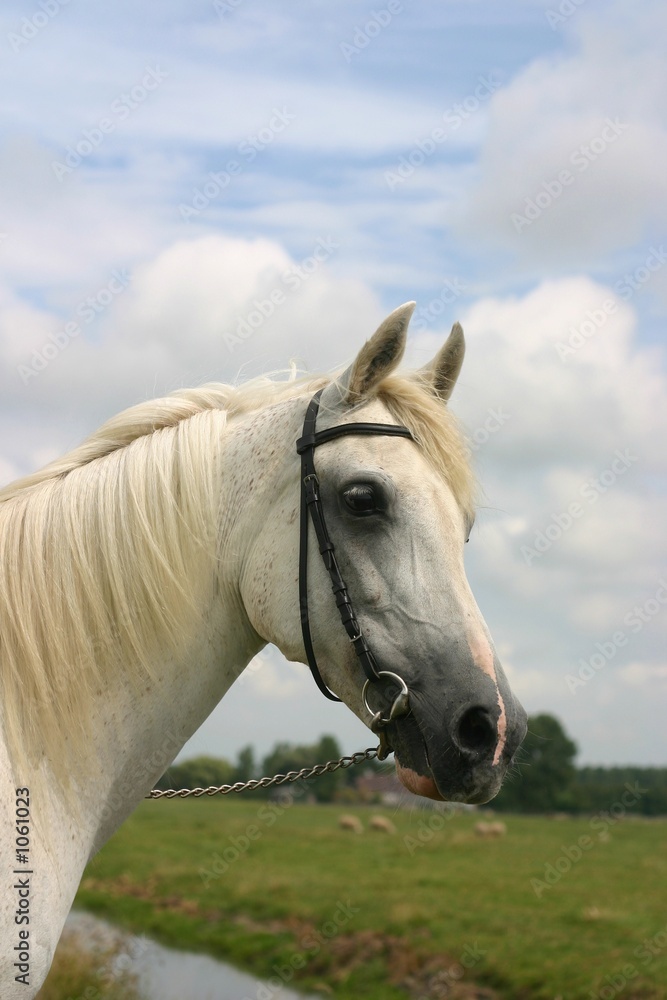 friendly arabian horse