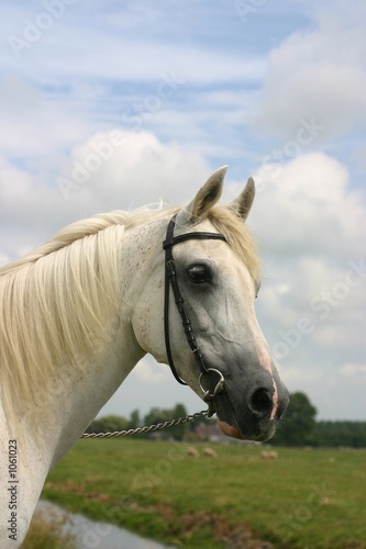 friendly arabian horse