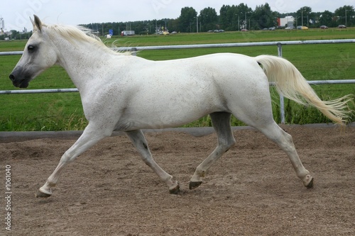 arabian horse trot