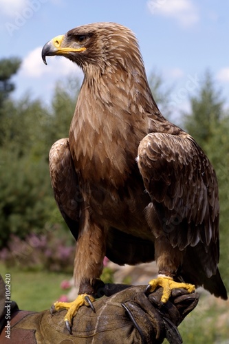 profile portrait of beautiful golden eagle