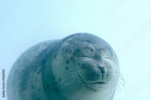 lovely baby seal with closed eyes is smiling