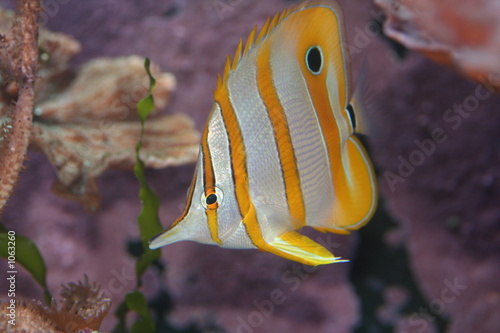 poisson d'eau salé argenté et jaune