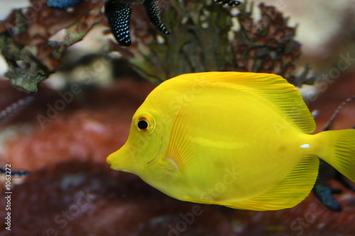 beau poisson jaune vif
