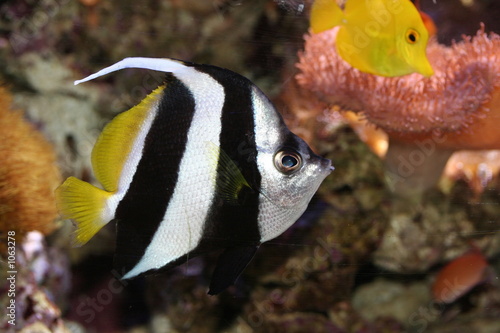 poisson noir et argenté avec la nagoire jaune