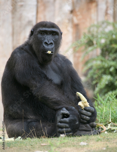 gorilla © Martina Berg