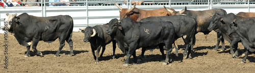 herd of rodeo bulls © Clarence Alford