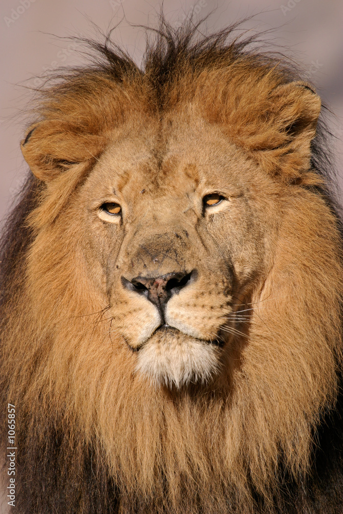 Fototapeta premium big male lion