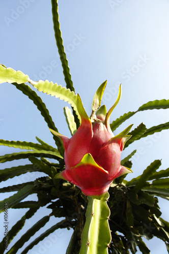 dragon fruit