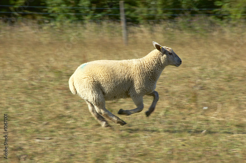 sheep photo