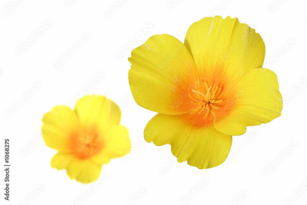 fleur  jaune