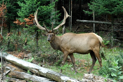 elk