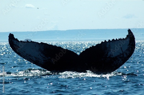 whale tail
