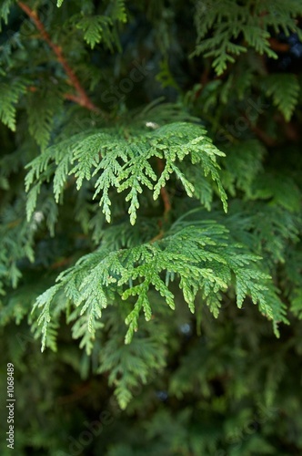 chamaecyparis