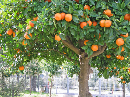 sour orange tree