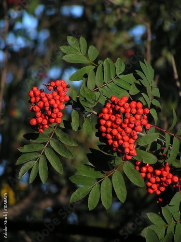 mountain ash photo