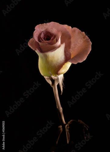 rose on stem