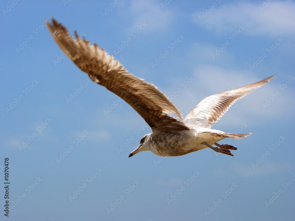 Obraz premium flying away