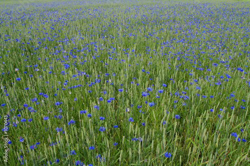 blue cornflowers photo