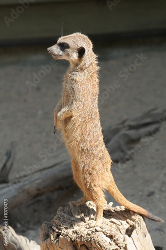 meerkat (suricata suricatta) photo