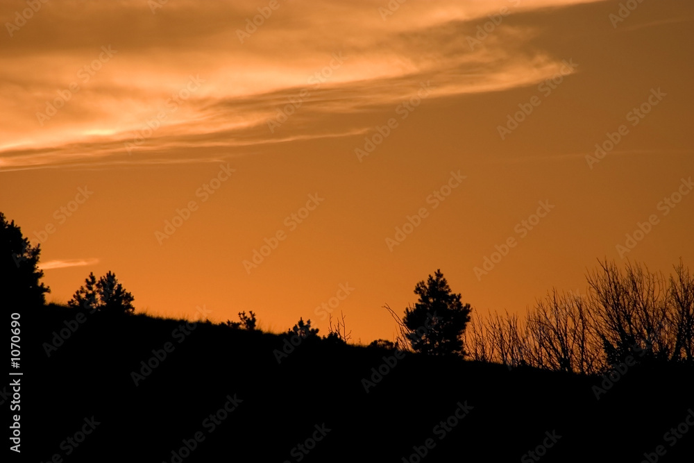 silhouette of bushes on the mountain
