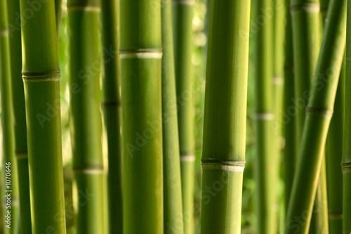 Fototapeta Naklejka Na Ścianę i Meble -  bambou