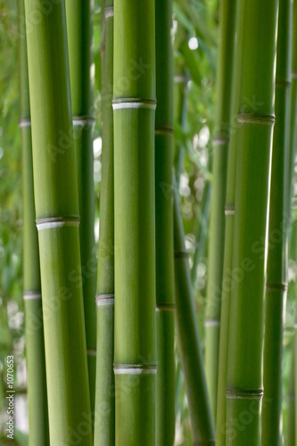 bambou #1070653