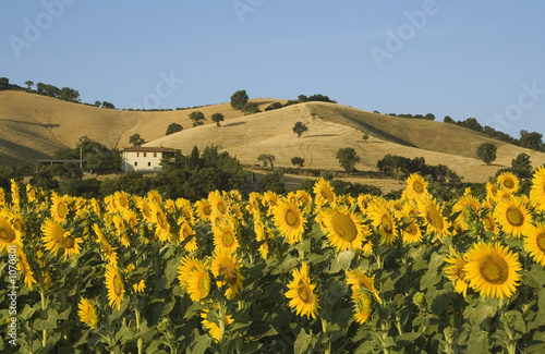 sonnenblumen in der toscana