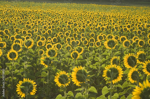 ein meer von sonnenblumen