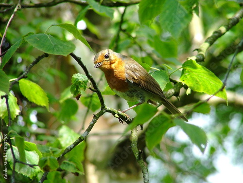 robin red breast