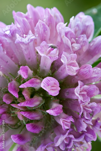 floral background-clover