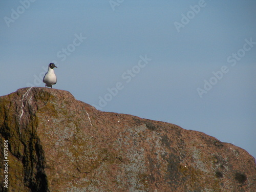 black-headed gull