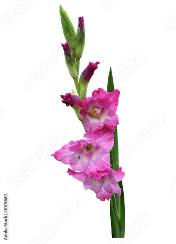 gladiole
